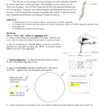 Lab Characteristics Of Plant And Animal Cells Regarding Comparing Plant And Animal Cells Worksheet