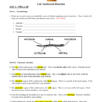 Lab Earthworm Dissection Inside Earthworm Dissection Worksheet