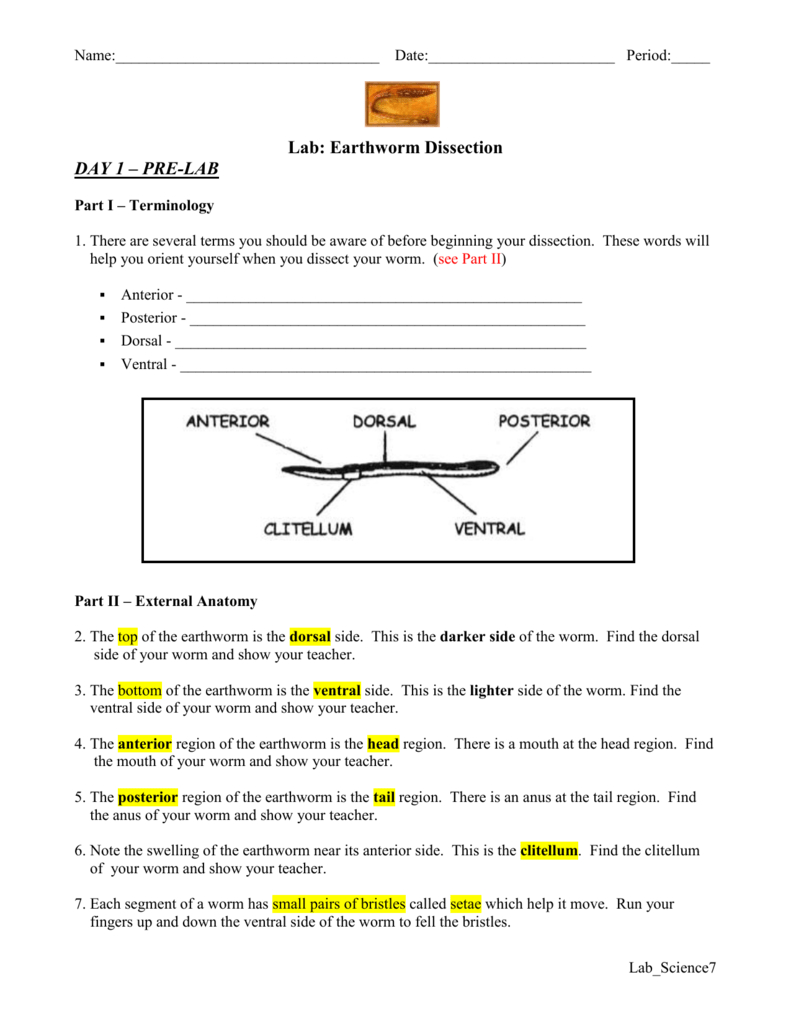 Lab Earthworm Dissection Inside Earthworm Dissection Worksheet