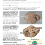 Lab  Sheep Brain Dissection Word Together With Sheep Brain Dissection Worksheet