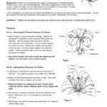 Lab  The Reproductive Structures In A Flower Regarding Flower Structure And Reproduction Worksheet Answers