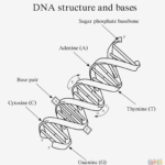Label Dna Diagram  Wiring Diagram Page Throughout Dna Structure And Function Worksheet