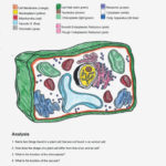 Label Plant Cell Worksheet Animal And For 5Th Grade Color Diagram Of Inside Plant Cell Coloring Worksheet