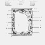 Label Plant Cell Worksheet Animal And For 5Th Grade Color Diagram Of Regarding Label Plant Cell Worksheet