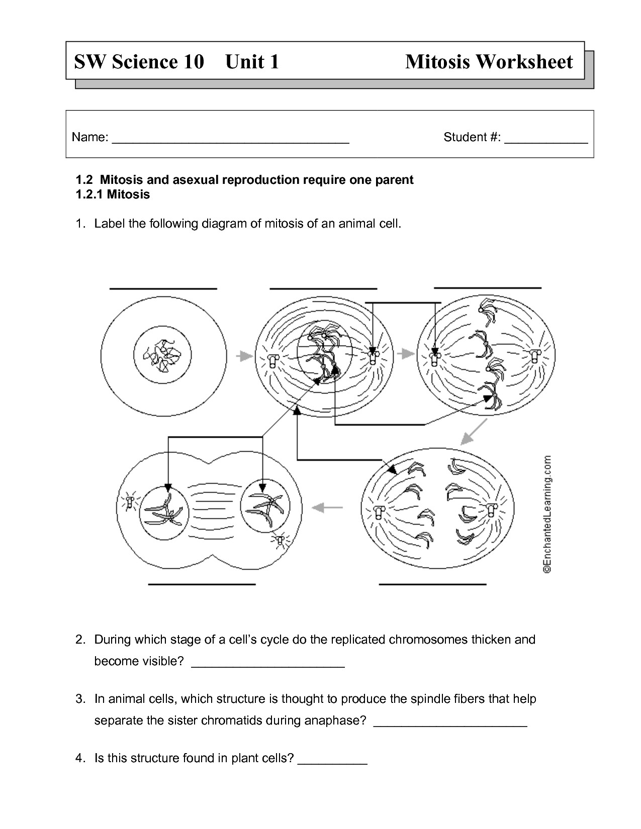 Label Plant Cell Worksheet Inspirational Animal Cells Drawing At In Cell Worksheet Pdf