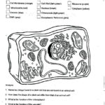 Labeled Animal Cell Diagram Worksheet The Best Worksheets Image In Animal Cell Worksheet Labeling