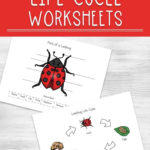 Ladybug Life Cycle Worksheets For Kids Throughout Ladybug Math Worksheets
