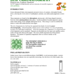 Leaf Chromatography For Leaf Chromatography Lab Worksheet