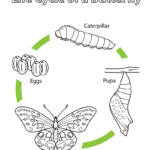 Life Cycle Of A Monarch Butterfly Coloring Page  Free Printable In Monarch Butterfly Worksheets