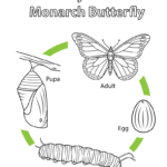Life Cycle Of A Monarch Butterfly Coloring Page  Free Printable Regarding Monarch Butterfly Worksheets