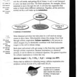 Life Science With Cellular Transport And The Cell Cycle Worksheet