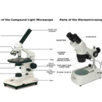 Light Microscope  Main Parts Of Light Microscope  Biology With Regard To Parts Of A Microscope Worksheet