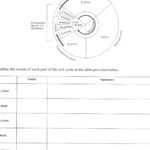 Lovely Dna Replication Coloring Worksheet Answer Key  Coloring Pages Along With Cell Cycle Coloring Worksheet Answer Key