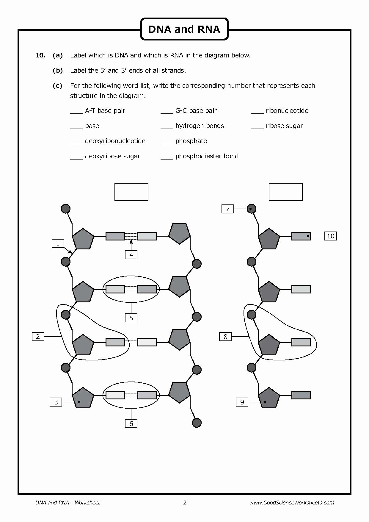 Lovely Dna Replication Coloring Worksheet Answer Key  Coloring Pages As Well As Dna Replication Coloring Worksheet Answer Key
