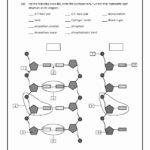 Lovely Dna Replication Coloring Worksheet Answer Key  Coloring Pages In Dna Structure And Replication Worksheet Answer Key