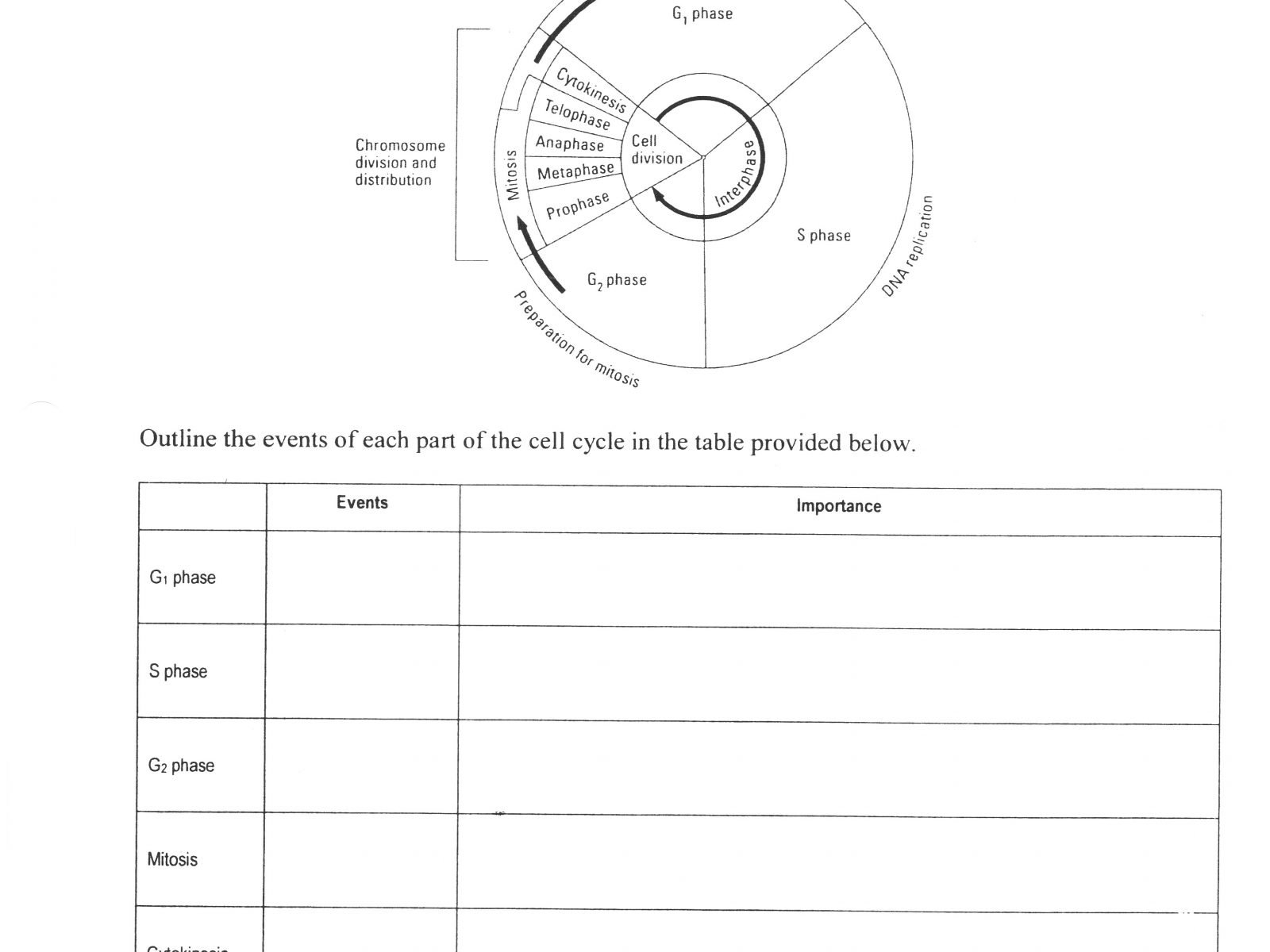Lovely Dna Replication Coloring Worksheet Answer Key  Coloring Pages Intended For The Cell Cycle Coloring Worksheet