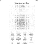 Macromolecules Word Search  Wordmint With Regard To Biological Macromolecules Worksheet