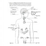 Major Organs Of The Human Body And Their Functions Also Human Body Worksheets
