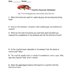 Makeup Crayfish Lab Also Crayfish Dissection Worksheet