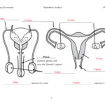 Male Female Reproductive Worksheet Key For Female Reproductive System Worksheet