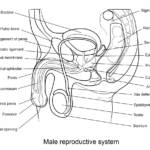Male Reproductive System Coloring Page  Free Printable Coloring Pages In Female Reproductive System Worksheet