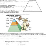 Matter And Energy In Ecosystems  Pdf With Energy Through Ecosystems Worksheet