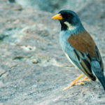 Meet Your Tropical Birding Guides & Staff With Regard To British Bird List Spreadsheet