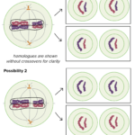 Meiosis  Cell Division  Biology Article  Khan Academy Also Cell Cycle Labeling Worksheet Answers