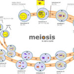 Meiosis I And Meiosis Ii What Is Their Difference  Albertio Regarding Meiosis 1 And Meiosis 2 Worksheet