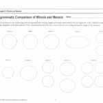Meiosis Matching Worksheet 13 Best Of Genetics And Meiosis Worksheet With Phases Of Meiosis Worksheet