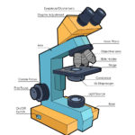 Microscope Diagram Labeled Unlabeled And Blank  Parts Of A Microscope In Using A Microscope Worksheet