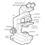 Microscope Diagram Labeled Unlabeled And Blank  Parts Of A Microscope With Microscope Parts And Use Worksheet Answer Key