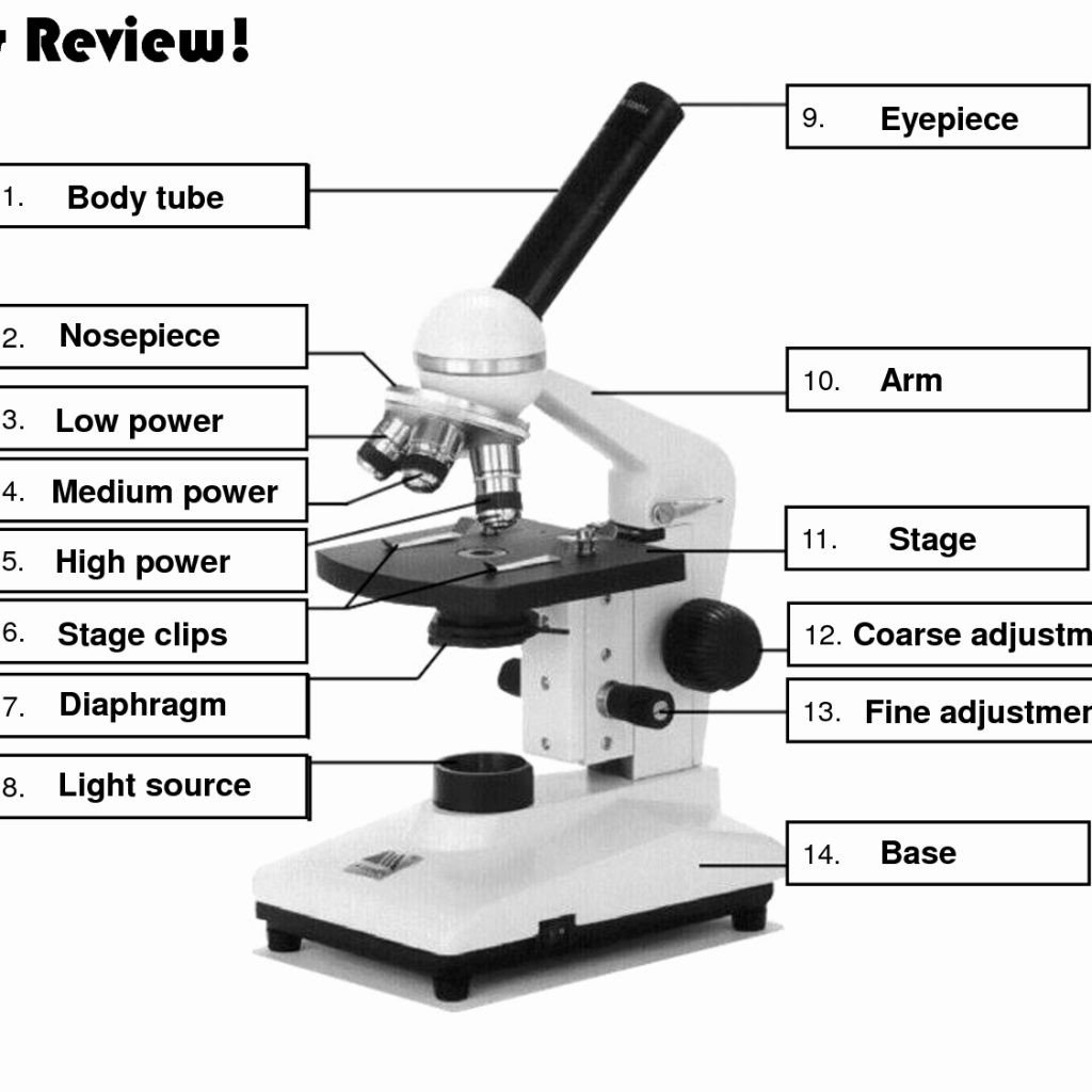 Microscope Drawing And Label At Paintingvalley  Explore Also Microscope Parts And Use Worksheet Answers