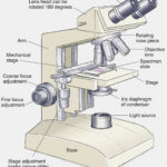 Microscope Drawing At Paintingvalley  Explore Collection Of Within Optical Microscopes Worksheet
