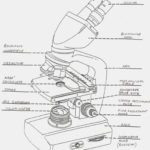 Microscope Labeling Worksheet Worksheets For All  Download And Along With Microscope Labeling Worksheet