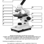 Microscope Parts And Functions In Optical Microscopes Worksheet