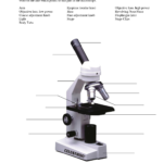 Microscope Parts And Use Worksheet Answer Key  Briefencounters Also Parts Of A Microscope Worksheet
