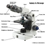 Microscope Parts And Use Worksheet Answers  Briefencounters With Regard To Microscope Parts And Use Worksheet Answers