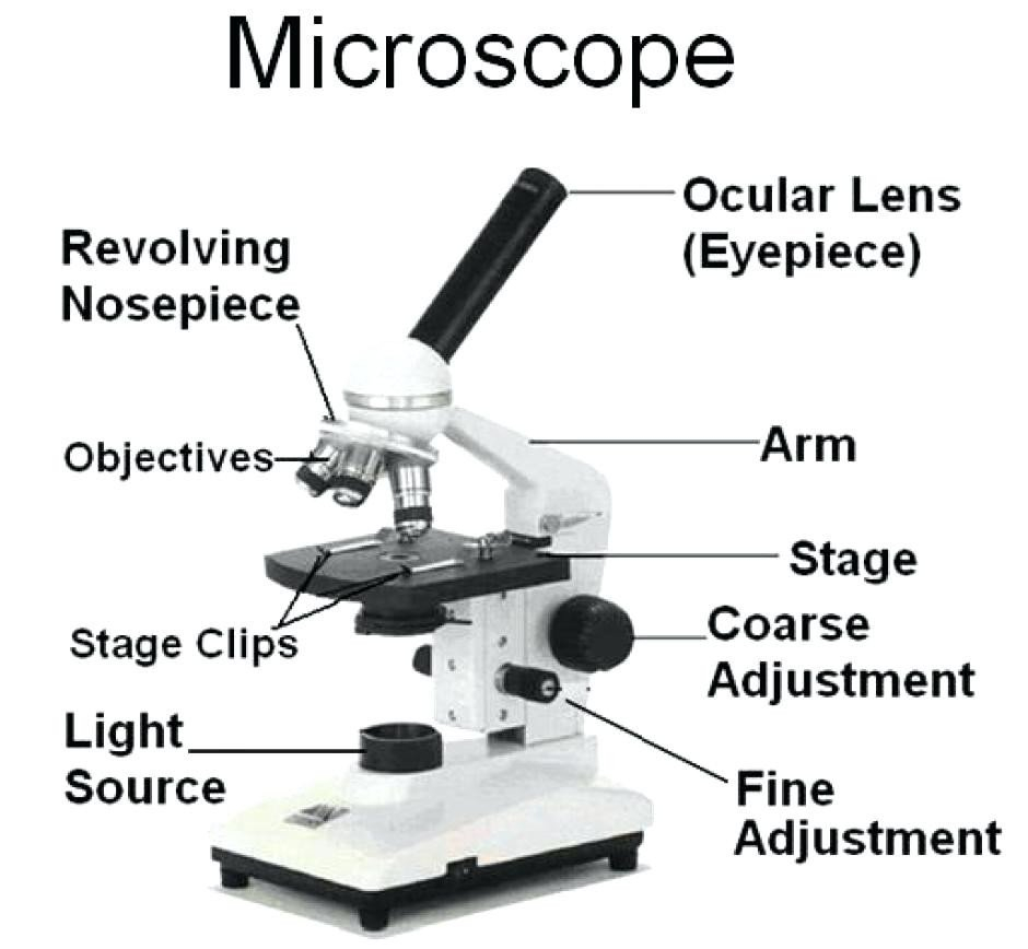 Microscope Parts Sketch At Paintingvalley  Explore Collection As Well As Microscope Labeling Worksheet