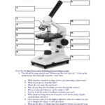 Microscope Parts Worksheet Excel Worksheet Prime Factorization For Using A Microscope Worksheet