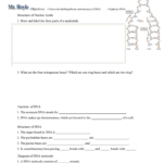 Microsoft Word  Dna Worksheetdoc Pertaining To Dna Structure And Function Worksheet