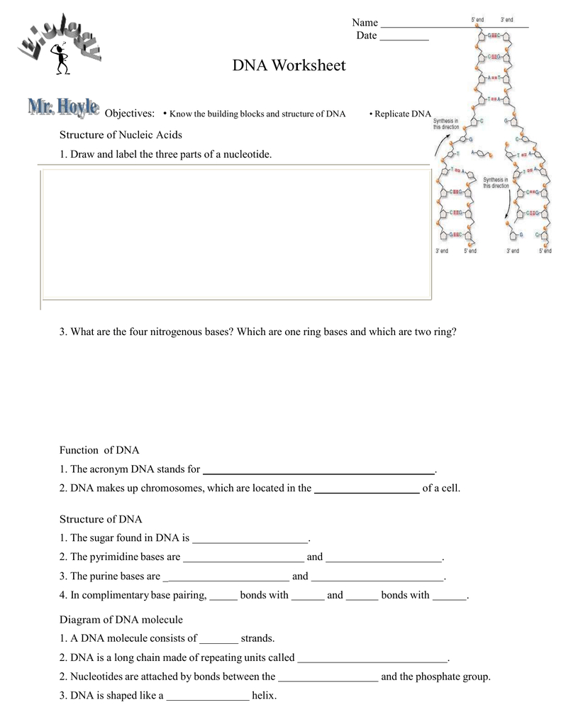 Microsoft Word  Dna Worksheetdoc Pertaining To Dna Structure And Function Worksheet