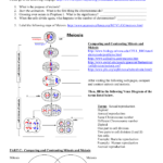 Mitosis And Meiosis Webquest Within Mitosis And Meiosis Worksheet Answer Key