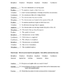 Mitosis And Meiosis Worksheet Answer Key  Briefencounters As Well As Mitosis Worksheet Answers