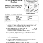 Mitosis Fillintheblank Worksheet Inside Cell Cycle Practice Worksheet