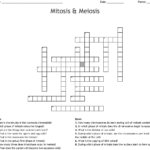 Mitosis  Meiosis Crossword  Wordmint Together With Mitosis And Meiosis Worksheet Answer Key