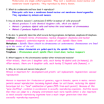 Mitosis  Meiosis Study Guide – Answer Key Part 1 1 What Is A For Meiosis 1 And Meiosis 2 Worksheet Answer Key