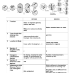 Mitosis  Meiosis Tchart Answers  Cgwlifescience Also Mitosis And Meiosis Worksheet Answer Key