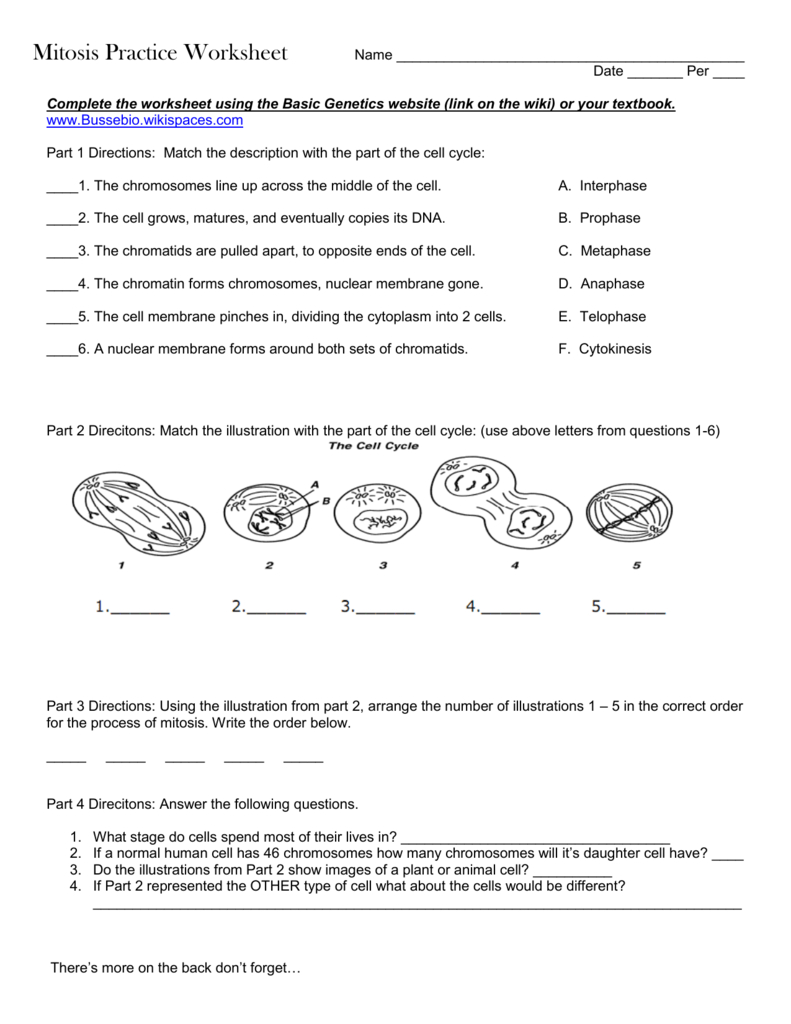 Mitosis Practice Worksheet For Cell Cycle Practice Worksheet