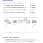 Mitosis Practice Worksheet Regarding Cellular Transport And The Cell Cycle Worksheet